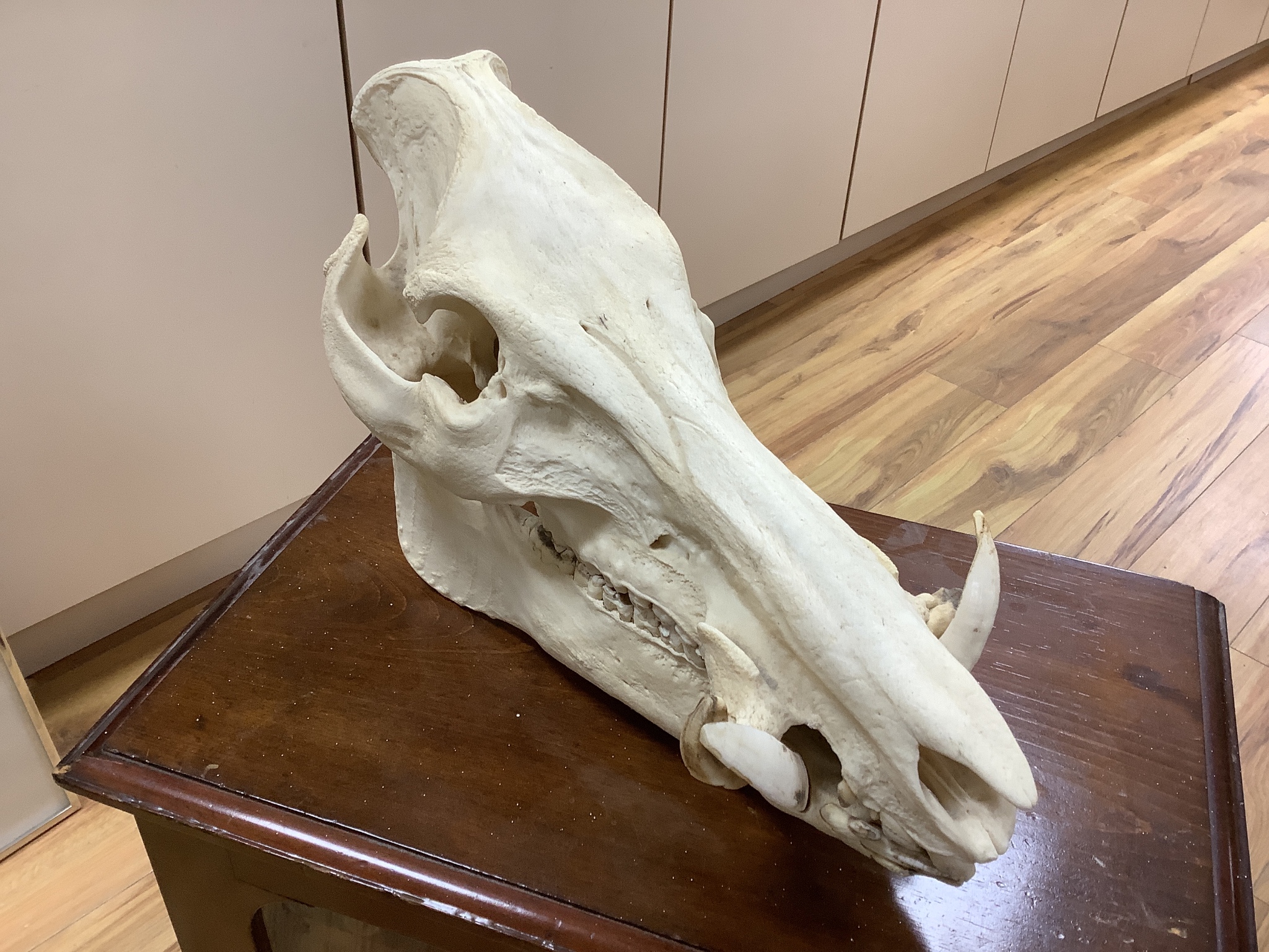 Animal anatomy - a warthog or wild boar skull, 39 cm long